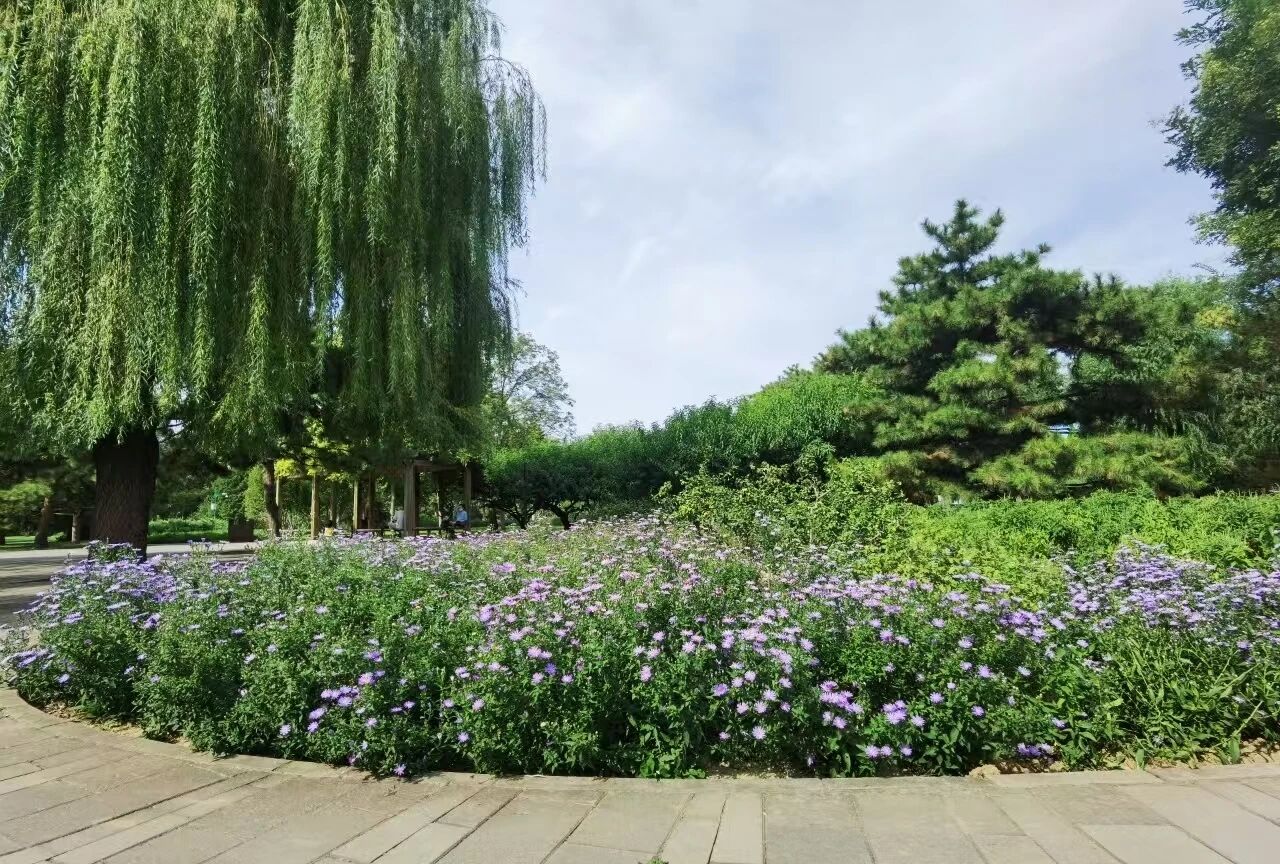 天壇云科普 秋季公園里的紫色精靈——紫菀的生態(tài)與觀賞之旅